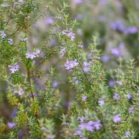 La Maison Des Epinouses, 4 à 450m De La De Chaucre *