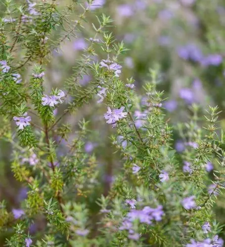La Maison Des Epinouses, 4 A 450m De La De Chaucre *